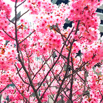 myimage190401-2 REIWA.jpg